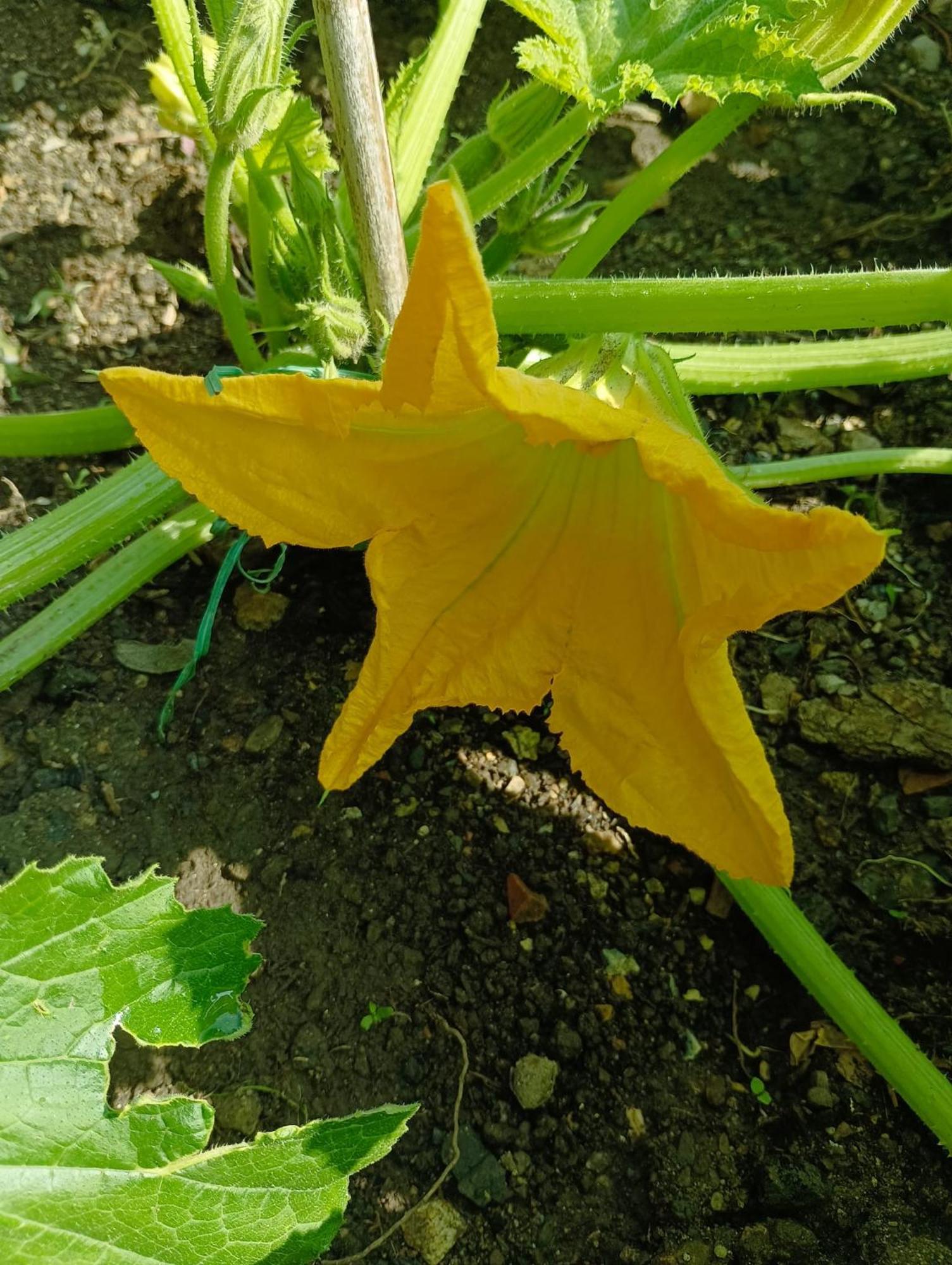 B&B Polline & Conchiglie Ceriale Dış mekan fotoğraf